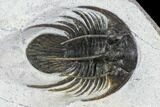 Spiny Kolihapeltis Trilobite - Rare Species #108779-4